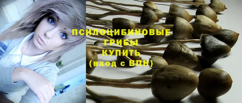 Псилоцибиновые грибы Psilocybine cubensis  Богородицк 